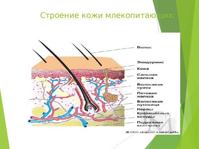 Картинка строение кожи млекопитающих