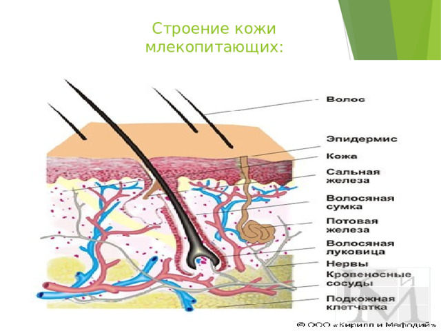 Образовательный портал «Мой университет» - www . moi - universitet . ru Факультет «Реформа образования» - www . edu - reforma . ru Строение кожи млекопитающих: 