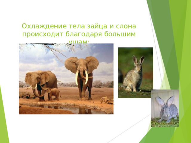 Образовательный портал «Мой университет» - www . moi - universitet . ru Факультет «Реформа образования» - www . edu - reforma . ru  Охлаждение тела зайца и слона происходит благодаря большим ушам: 