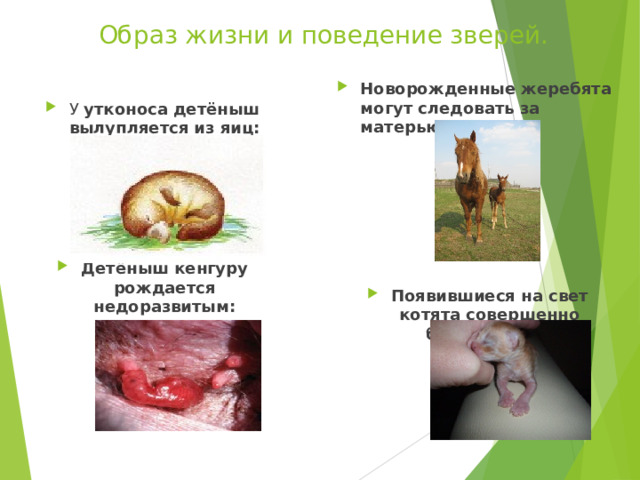 Образовательный портал «Мой университет» - www . moi - universitet . ru Факультет «Реформа образования» - www . edu - reforma . ru Образ жизни и поведение зверей. Новорожденные жеребята могут следовать за матерью:      Появившиеся на свет котята совершенно беспомощны:        У утконоса детёныш вылупляется из яиц:    \\ Детёныш кенгуру рождается недоразвитым:  