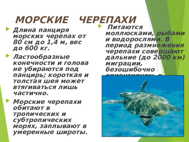 МОРСКИЕ ЧЕРЕПАХИ  Питаются моллюсками, рыбами и водорослями. В период размножения черепахи совершают дальние (до 2000 км) миграции, безошибочно ориентируясь в открытом океане.   Длина панциря морских черепах от 80 см до 1,4 м, вес до 600 кг. Ластообразные конечности и голова не убираются под панцирь; короткая и толстая шея может втягиваться лишь частично. Морские черепахи обитают в тропических и субтропических морях, заплывают в умеренные широты. 