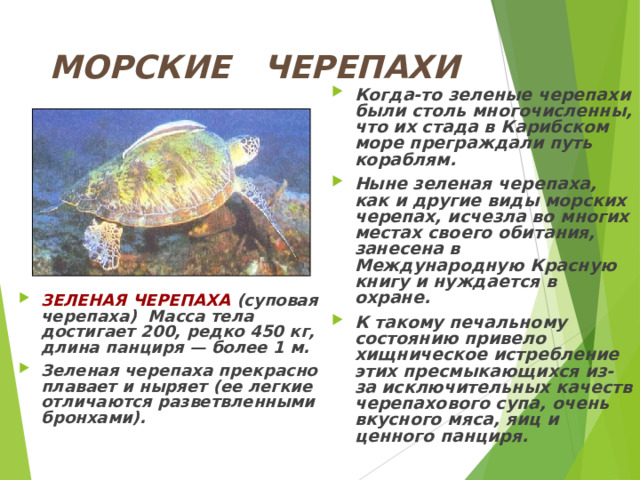 МОРСКИЕ ЧЕРЕПАХИ Когда-то зеленые черепахи были столь многочисленны, что их стада в Карибском море преграждали путь кораблям. Ныне зеленая черепаха, как и другие виды морских черепах, исчезла во многих местах своего обитания, занесена в Международную Красную книгу и нуждается в охране. К такому печальному состоянию привело хищническое истребление этих пресмыкающихся из-за исключительных качеств черепахового супа, очень вкусного мяса, яиц и ценного панциря. ЗЕЛЕНАЯ ЧЕРЕПАХА (суповая черепаха) Масса тела достигает 200, редко 450 кг, длина панциря — более 1 м. Зеленая черепаха прекрасно плавает и ныряет (ее легкие отличаются разветвленными бронхами). 