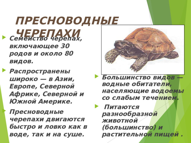 ПРЕСНОВОДНЫЕ ЧЕРЕПАХИ Семейство черепах, включающее 30 родов и около 80 видов. Распространены широко — в Азии, Европе, Северной Африке, Северной и Южной Америке.  Пресноводные черепахи двигаются быстро и ловко как в воде, так и на суше. Большинство видов — водные обитатели, населяющие водоемы со слабым течением.  Питаются разнообразной животной (большинство) и растительной пищей . 