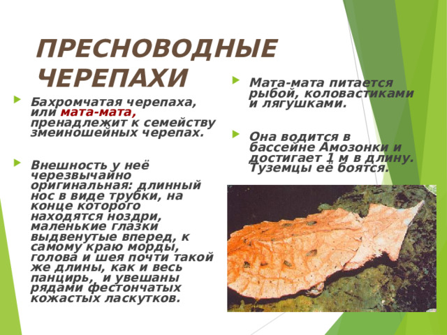 ПРЕСНОВОДНЫЕ ЧЕРЕПАХИ   Бахромчатая черепаха, или мата-мата, пренадлежит к семейству змеиношейных черепах.  Внешность у неё черезвычайно оригинальная: длинный нос в виде трубки, на конце которого находятся ноздри, маленькие глазки выдвенутые вперед, к самому краю морды, голова и шея почти такой же длины, как и весь панцирь, и увешаны рядами фестончатых кожастых ласкутков. Мата-мата питается рыбой, коловастиками и лягушками.  Она водится в бассейне Амозонки и достигает 1 м в длину. Туземцы её боятся.  