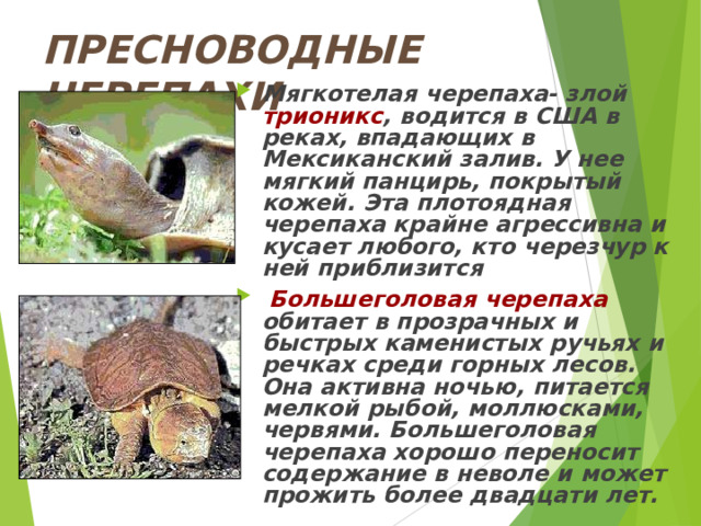 ПРЕСНОВОДНЫЕ ЧЕРЕПАХИ Мягкотелая черепаха- злой трионикс , водится в США в реках, впадающих в Мексиканский залив. У нее мягкий панцирь, покрытый кожей. Эта плотоядная черепаха крайне агрессивна и кусает любого, кто черезчур к ней приблизится  Большеголовая черепаха обитает в прозрачных и быстрых каменистых ручьях и речках среди горных лесов. Она активна ночью, питается мелкой рыбой, моллюсками, червями. Большеголовая черепаха хорошо переносит содержание в неволе и может прожить более двадцати лет. 
