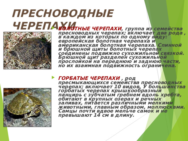 ПРЕСНОВОДНЫЕ ЧЕРЕПАХИ БОЛОТНЫЕ ЧЕРЕПАХИ , группа из семейства пресноводных черепах; включает два рода , в каждом из которых по одному виду: европейская болотная черепаха и американская болотная черепаха. Спинной и брюшной щиты болотных черепах соединены подвижно сухожильной связкой. Брюшной щит разделен сухожильной прослойкой на переднюю и заднюю части, но их взаимная подвижность ограничена.  ГОРБАТЫЕ ЧЕРЕПАХИ , род пресмыкающихся семейства пресноводных черепах; включает 10 видов. У большинства горбатых черепах крышкообразный панцирь с зубчатым гребнем вдоль хребта, обитают в крупных озерах и речных заливах, питается различными мелкими животными, главным образом, моллюсками. Самцы почти вдвое мельче самок и не превышают 14 см в длину. 