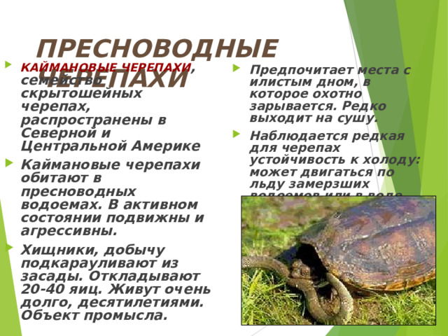 ПРЕСНОВОДНЫЕ ЧЕРЕПАХИ КАЙМАНОВЫЕ ЧЕРЕПАХИ , семейство скрытошейных черепах, распространены в Северной и Центральной Америке Каймановые черепахи обитают в пресноводных водоемах. В активном состоянии подвижны и агрессивны. Хищники, добычу подкарауливают из засады. Откладывают 20-40 яиц. Живут очень долго, десятилетиями. Объект промысла. Предпочитает места с илистым дном, в которое охотно зарывается. Редко выходит на сушу. Наблюдается редкая для черепах устойчивость к холоду: может двигаться по льду замерзших водоемов или в воде подо льдом. Агрессивна.  