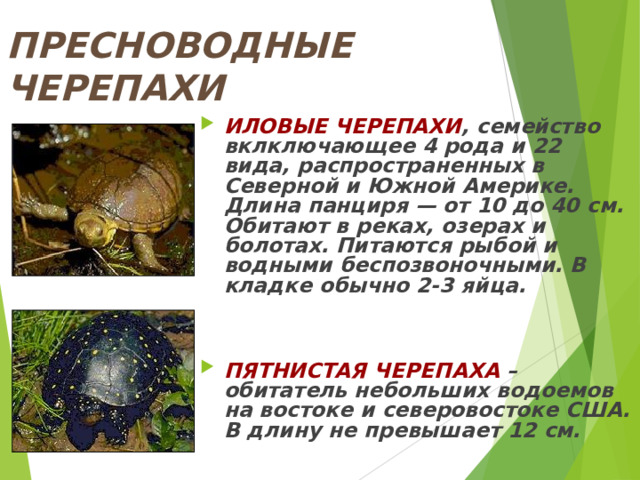 ПРЕСНОВОДНЫЕ ЧЕРЕПАХИ ИЛОВЫЕ ЧЕРЕПАХИ , семейство вклключающее 4 рода и 22 вида, распространенных в Северной и Южной Америке. Длина панциря — от 10 до 40 см. Обитают в реках, озерах и болотах. Питаются рыбой и водными беспозвоночными. В кладке обычно 2-3 яйца.   ПЯТНИСТАЯ ЧЕРЕПАХА –обитатель небольших водоемов на востоке и северовостоке США. В длину не превышает 12 см. 