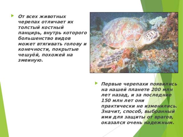 От всех животных черепах отличает их толстый костный панцирь, внутрь которого большенство видов может втягивать голову и конечности, покрытые чешуёй, похожей на змеиную. Первые черепахи появились на нашей планете 200 млн лет назад, и за последние 150 млн лет они практически не изменились. Значит, способ, выбранный ими для защиты от врагов, оказался очень надежным.  