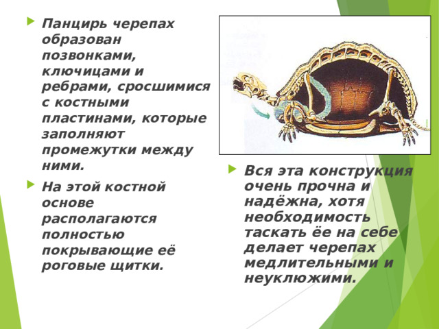 Панцирь черепах образован позвонками, ключицами и ребрами, сросшимися с костными пластинами, которые заполняют промежутки между ними. На этой костной основе располагаются полностью покрывающие её роговые щитки. Вся эта конструкция очень прочна и надёжна, хотя необходимость таскать ёе на себе делает черепах медлительными и неуклюжими.  