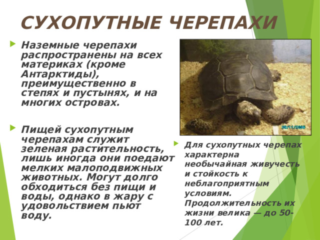СУХОПУТНЫЕ ЧЕРЕПАХИ Наземные черепахи распространены на всех материках (кроме Антарктиды), преимущественно в степях и пустынях, и на многих островах.  Пищей сухопутным черепахам служит зеленая растительность, лишь иногда они поедают мелких малоподвижных животных. Могут долго обходиться без пищи и воды, однако в жару с удовольствием пьют воду. Для сухопутных черепах характерна необычайная живучесть и стойкость к неблагоприятным условиям. Продолжительность их жизни велика — до 50-100 лет.  