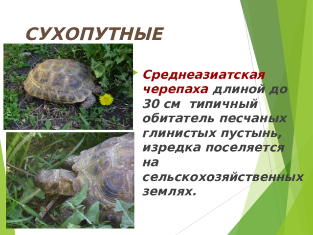 СУХОПУТНЫЕ ЧЕРЕПАХИ  Среднеазиатская черепаха длиной до 30 см типичный обитатель песчаных глинистых пустынь, изредка поселяется на сельскохозяйственных землях. 