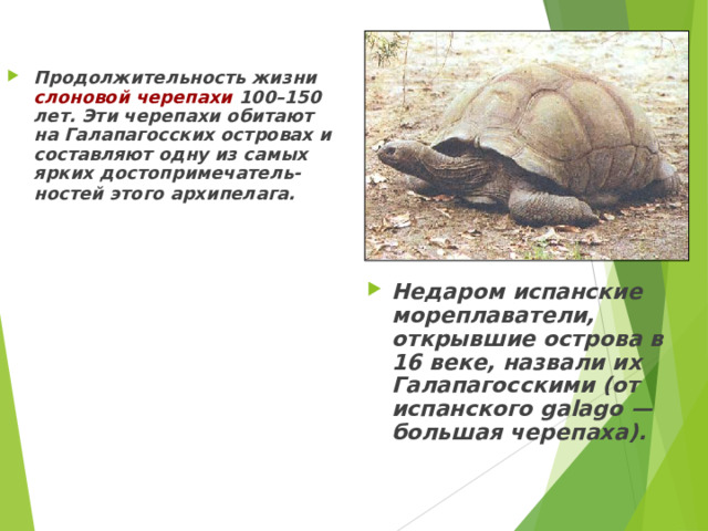 Продолжительность жизни слоновой черепахи 100–150 лет. Эти черепахи обитают на Галапагосских островах и составляют одну из самых ярких достопримечатель-ностей этого архипелага.  Недаром испанские мореплаватели, открывшие острова в 16 веке, назвали их Галапагосскими (от испанского galago — большая черепаха).   