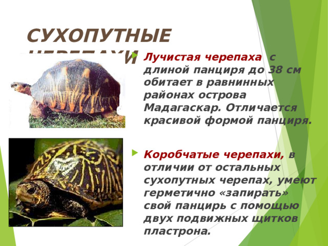 СУХОПУТНЫЕ ЧЕРЕПАХИ Лучистая черепаха с длиной панциря до 38 см обитает в равнинных районах острова Мадагаскар. Отличается красивой формой панциря.  Коробчатые черепахи, в отличии от остальных сухопутных черепах, умеют герметично «запирать» свой панцирь с помощью двух подвижных щитков пластрона. 