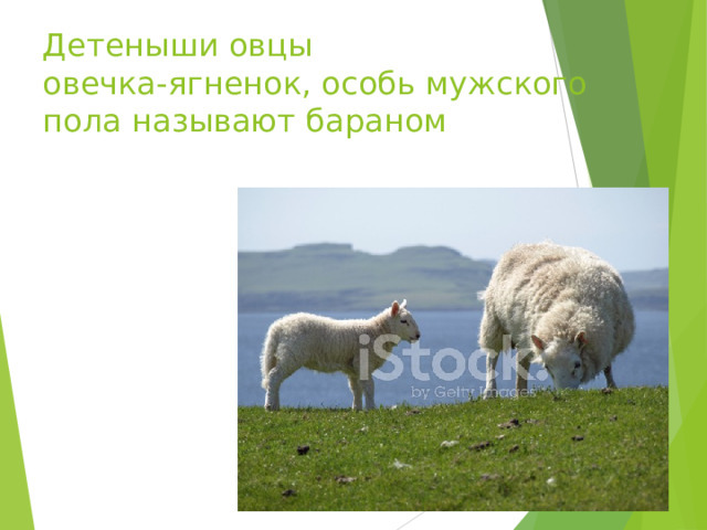 Как называется детеныш овцы. Свинья и Овечка. Овцеводство и коневодство Волкова. Свинка и овца. Узбек пастухи корова коза баран.