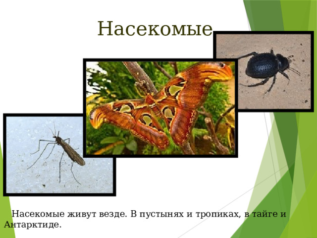 Насекомые  Насекомые живут везде. В пустынях и тропиках, в тайге и Антарктиде. 