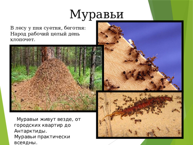 Муравьи В лесу у пня суетня, беготня:  Народ рабочий целый день хлопочет .   Муравьи живут везде, от городских квартир до Антарктиды. Муравьи практически всеядны. 