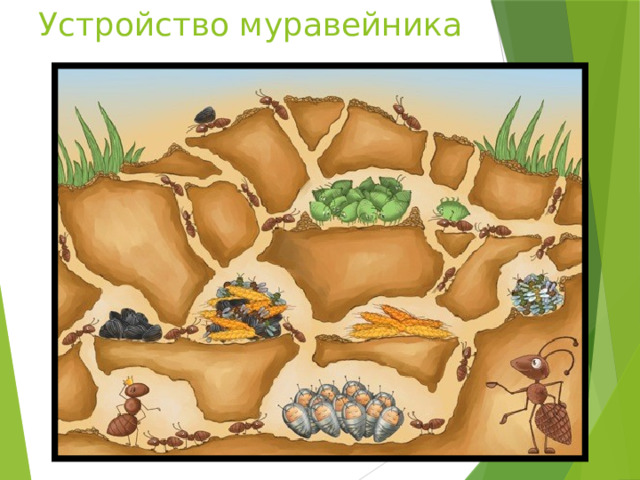 Устройство муравейника 