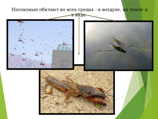  Насекомые обитают во всех средах - в воздухе, на земле и в воде . 