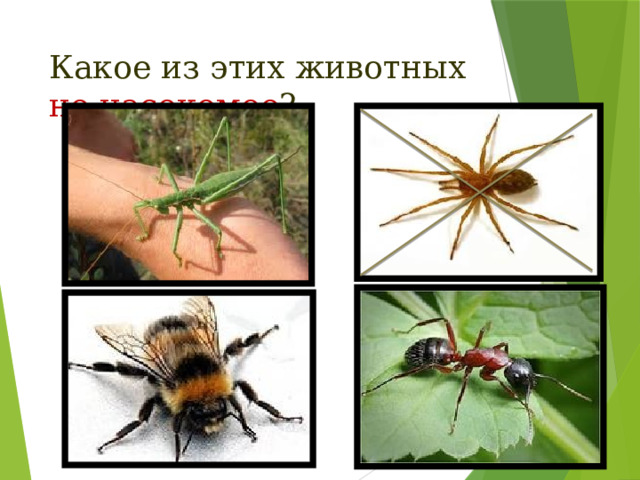Какое из этих животных не насекомое ? 