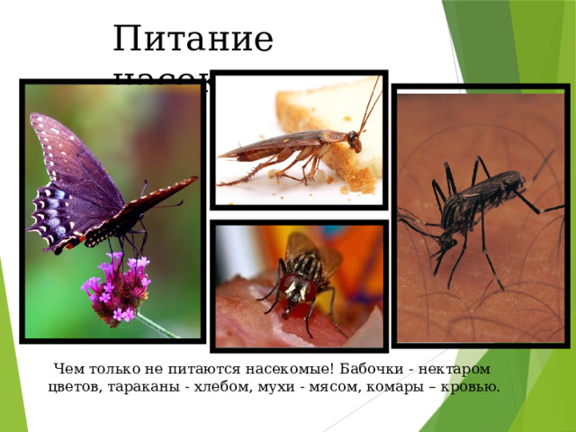Питание насекомых  Чем только не питаются насекомые! Бабочки - нектаром цветов, тараканы - хлебом, мухи - мясом, комары – кровью. 
