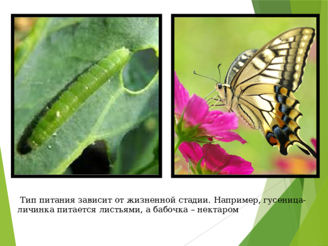  Тип питания зависит от жизненной стадии. Например, гусеница-личинка питается листьями, а бабочка – нектаром 