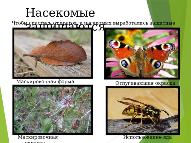 Насекомые защищаются Чтобы спастись от врагов, у насекомых выработались защитные механизмы Маскировочная форма Отпугивающая окраска Маскировочная окраска Использование яда 