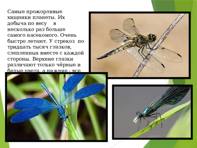 Самые прожорливые хищники планеты. Их добыча по весу в несколько раз больше самого насекомого. Очень быстро летают. У стрекоз по тридцать тысяч глазков, слепленных вместе с каждой стороны. Верхние глазки различают только чёрные и белые цвета, а нижние - все остальные. 