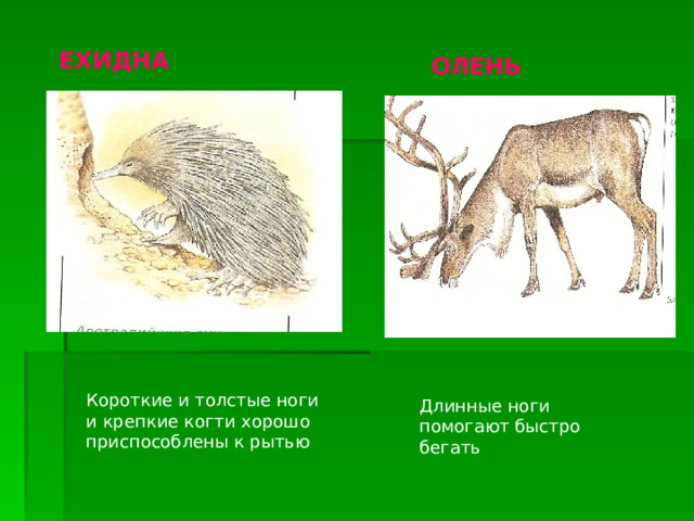 ЕХИДНА ОЛЕНЬ  Короткие и толстые ноги и крепкие когти хорошо приспособлены к рытью  Длинные ноги помогают быстро бегать 