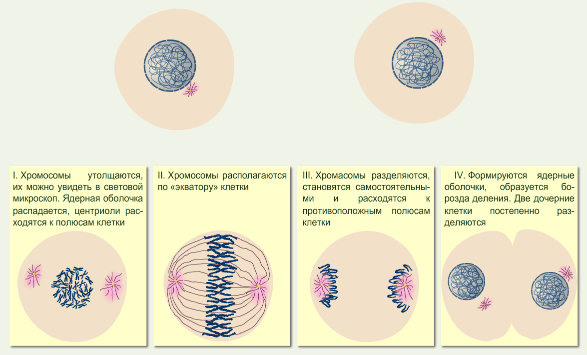 Какая наука изучает деление клеток. Деление растительной клетки 5 класс биология этапы. Этапы деления клетки 5 класс биология. Деление клетки 5 класс биология. Иллюстрация стадии деления клетки.