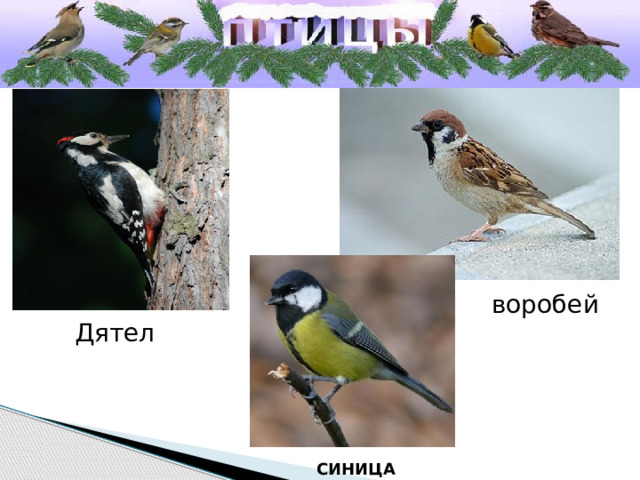 воробей  Дятел Синица 