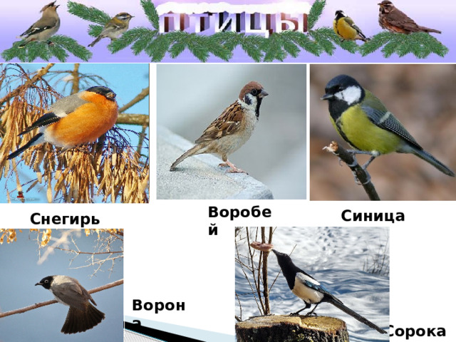 Воробей Синица Снегирь Ворона Сорока 