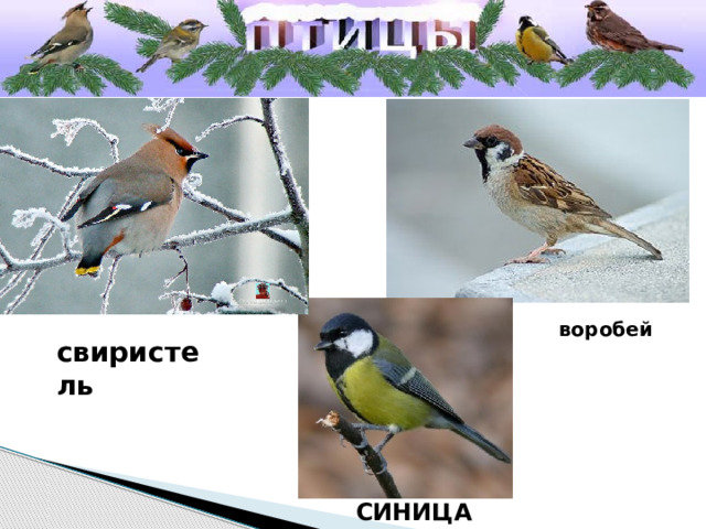 воробей свиристель Синица 