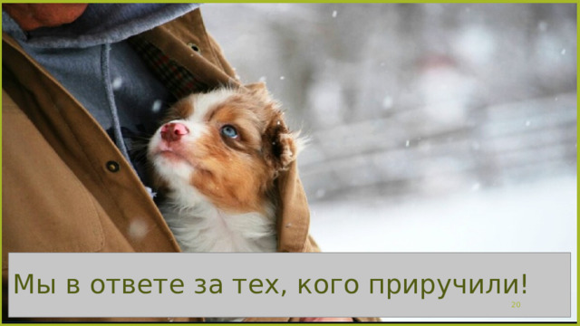 Мы в ответе за тех, кого приручили!  