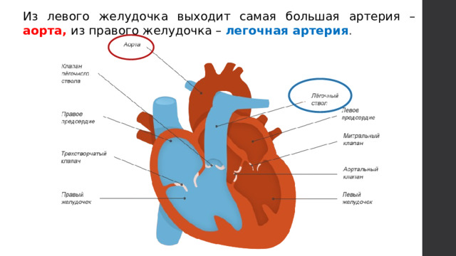 Из левого желудочка выходит самая большая артерия – аорта, из правого желудочка – легочная артерия . 
