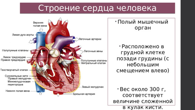 Строение сердца человека Полый мышечный орган Расположено в грудной клетке позади грудины (с небольшим смещением влево) Вес около 300 г, соответствует величине сложенной в кулак кисти. 