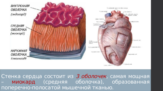 Стенка сердца состоит из 3 оболочек , самая мощная – миокард (средняя оболочка), образованная поперечно-полосатой мышечной тканью. 