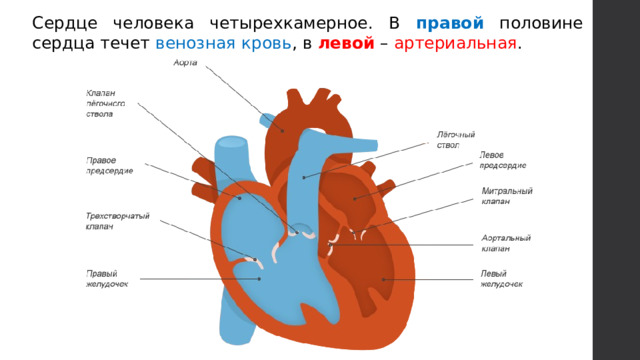 Сердце человека четырехкамерное. В правой половине сердца течет венозная кровь , в левой – артериальная . 