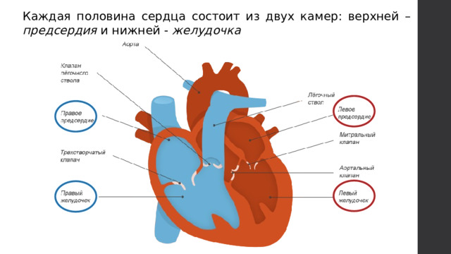 Каждая половина сердца состоит из двух камер: верхней – предсердия и нижней - желудочка 