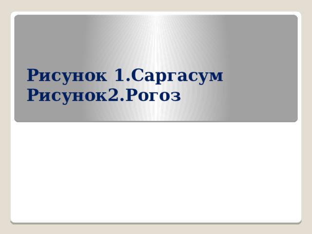 Рисунок 1.Саргасум  Рисунок2.Рогоз   