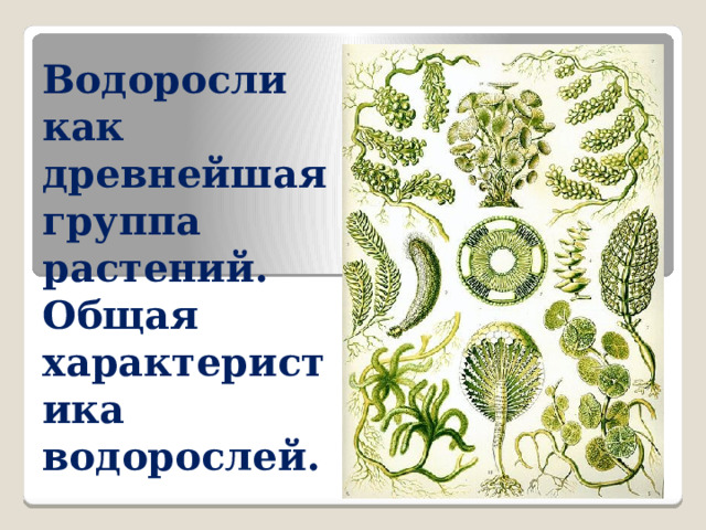 Водоросли как древнейшая группа растений. Общая характеристика водорослей. 