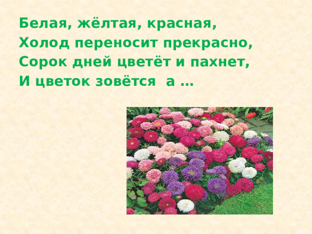 Презентация чудесные цветники весной 2 класс перспектива. Чудесные цветники весной 2 класс окружающий мир. 2 растения весенних цветников. Чудесные цветники весной окружающий мир. Чудесные цветники весной.