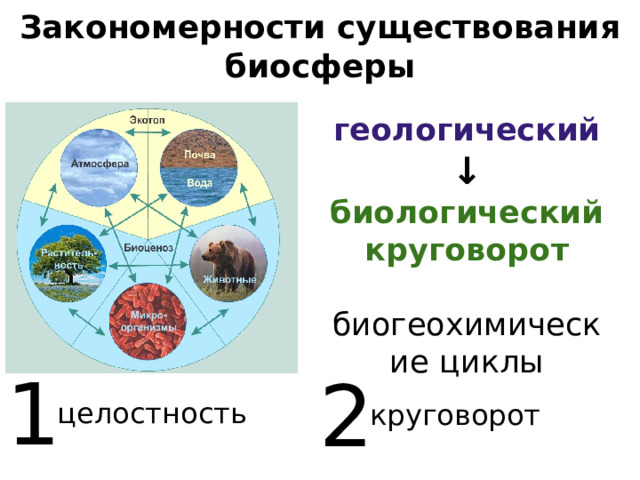 Закономерность биосферы. Закономерности существования биосферы. Закономерности существования биосферы презентация 11 класс. Закономерности существования биосферы 11 класс. Закономерности существования биосферы конспект.