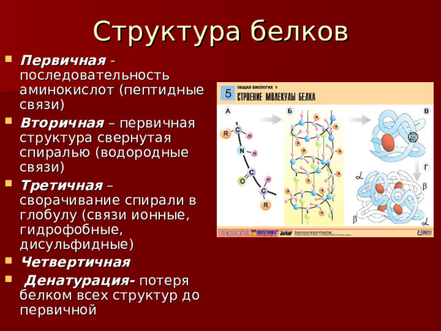 Ионные связи белка. Функции первичной структуры белка 9 класс. Структура белков биология. Первичная структура белков 9 класс. Белки биология вторичная структура.