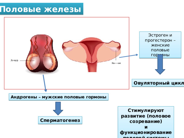 Половые железы Эстроген и прогестерон – женские половые гормоны Овуляторный цикл Андрогены – мужские половые гормоны Стимулируют развитие (половое созревание) и функционирование половой системы Сперматогенез 