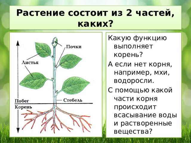 Какие функции выполняют корни растений 6 класс. Из каких частей состоит растение. Из чего состоит растение. Стебель выполняет функции. Какие функции выполняет стебель растения.