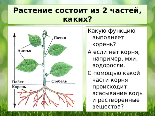 Какие функции выполняют растения