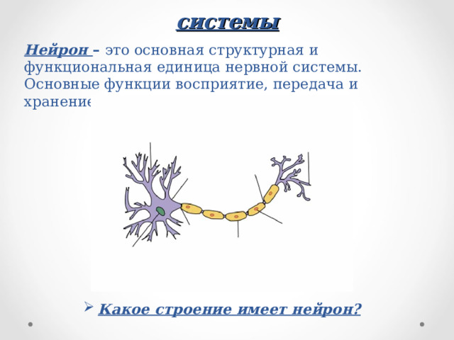 Клеточные элементы нервной системы Нейрон – это основная структурная и функциональная единица нервной системы. Основные функции восприятие, передача и хранение информации  Какое строение имеет нейрон? 