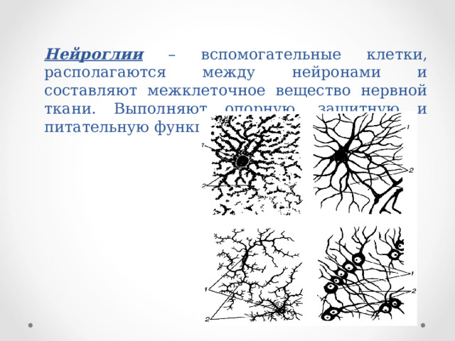 Нейроглии – вспомогательные клетки, располагаются между нейронами и составляют межклеточное вещество нервной ткани. Выполняют опорную, защитную и питательную функции. 