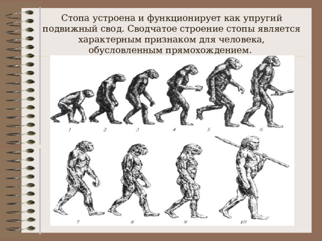 Стопа устроена и функционирует как упругий подвижный свод. Сводчатое строение стопы является характерным признаком для человека, обусловленным прямохождением. 